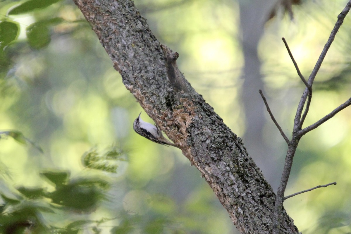 Brown Creeper - ML642698535