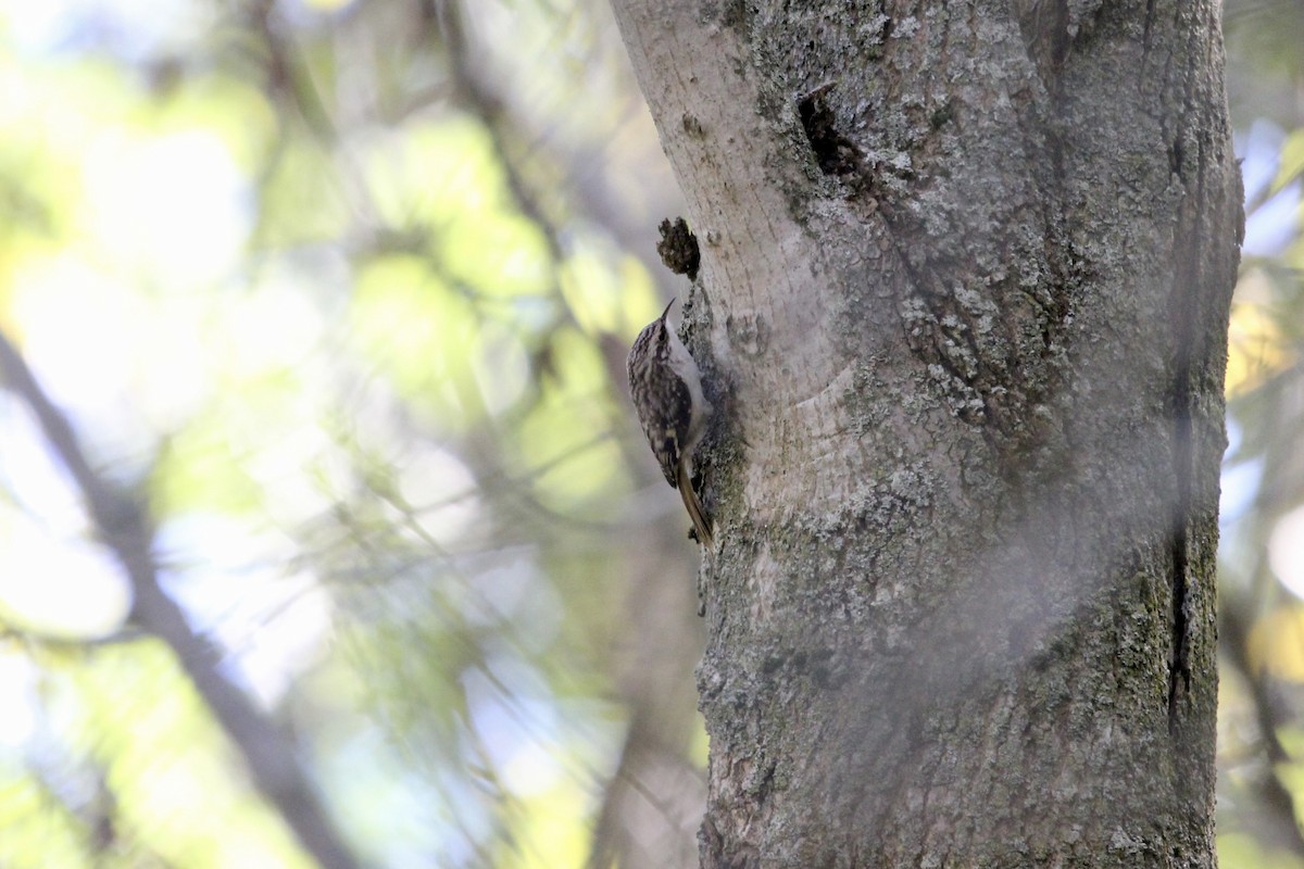 Brown Creeper - ML642698536