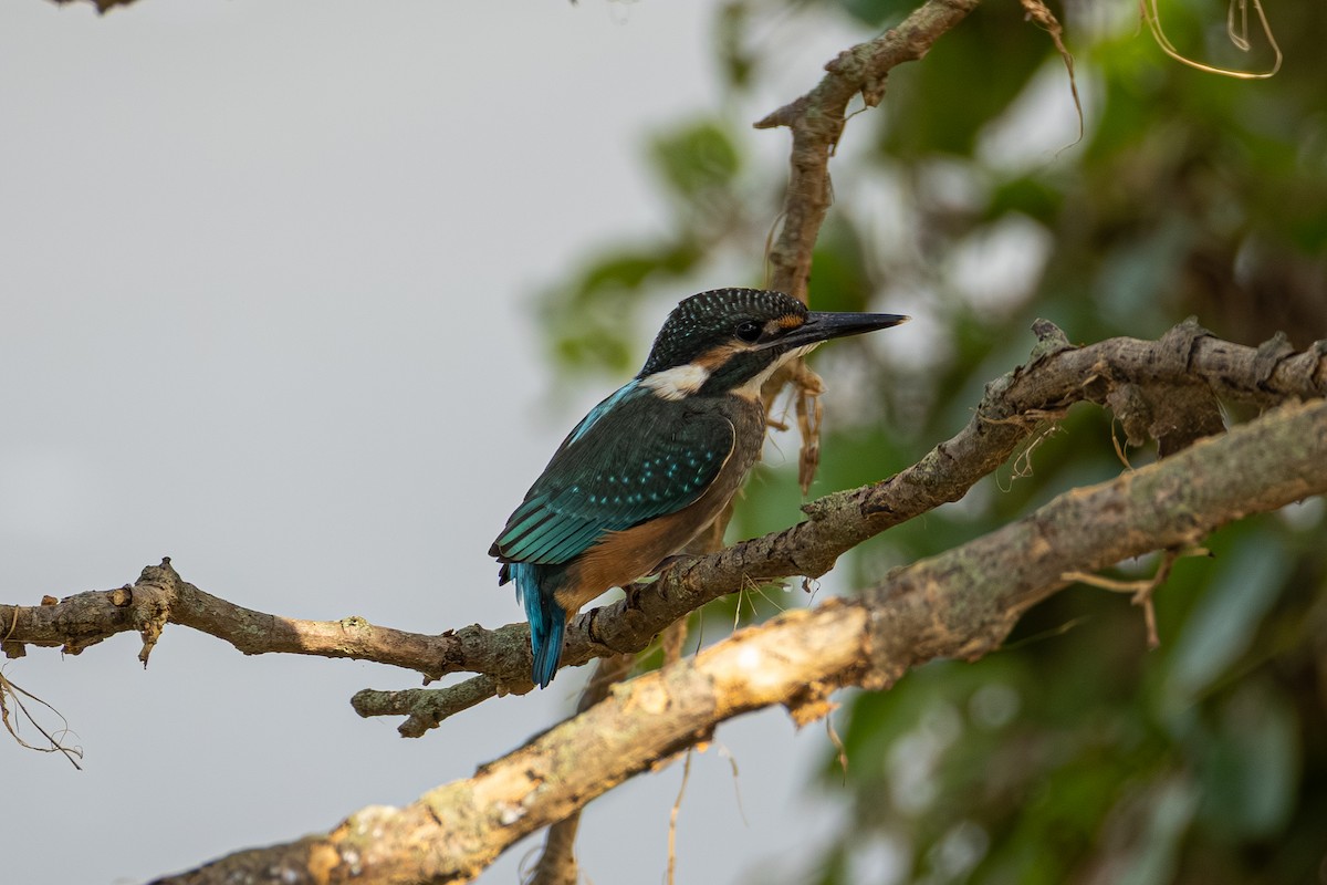 翠鳥 - ML642698542