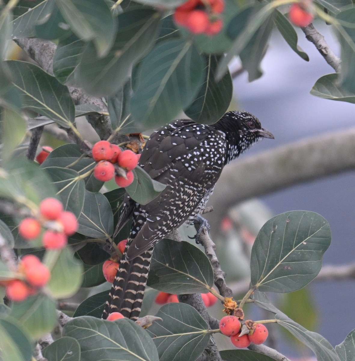 Asian Koel - ML642698543