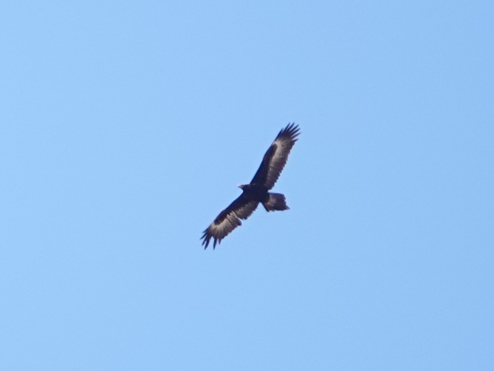 Wedge-tailed Eagle - ML642698544