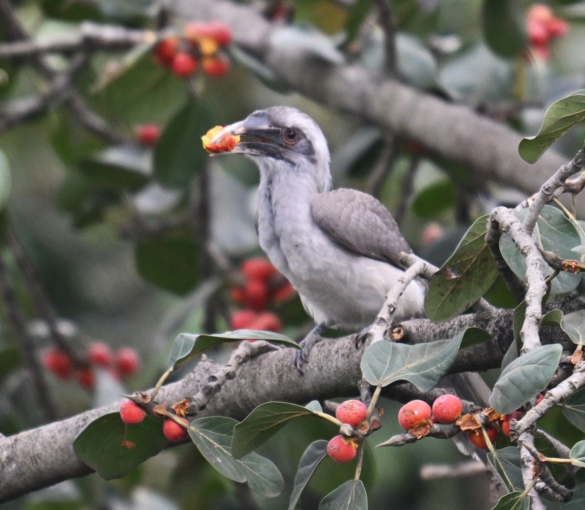 Indian Gray Hornbill - ML642698545