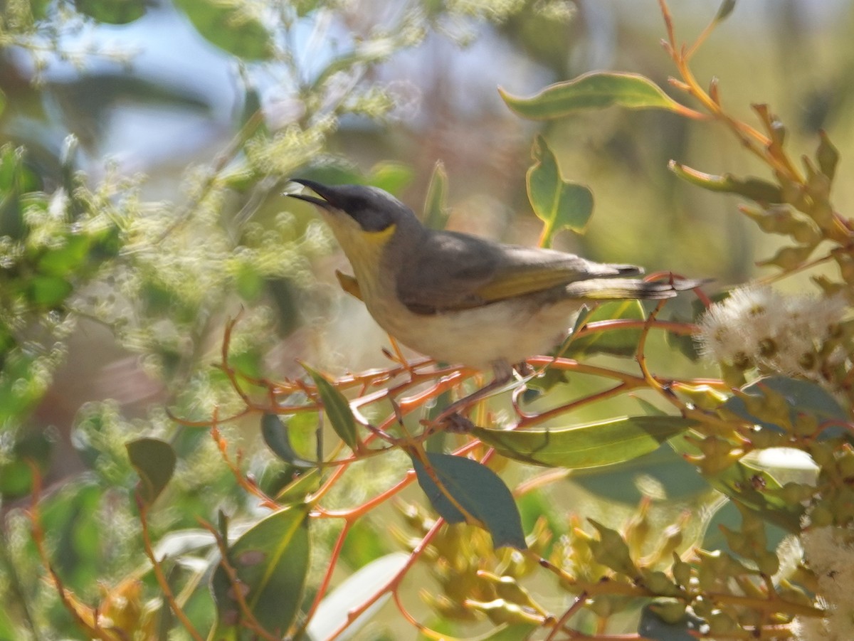 Gray-headed Honeyeater - ML642698546