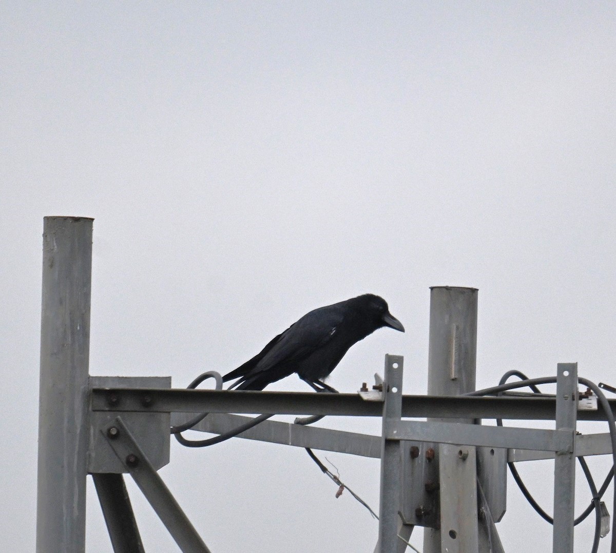 Large-billed Crow - ML642698547