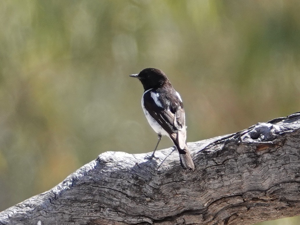 Hooded Robin - ML642698549