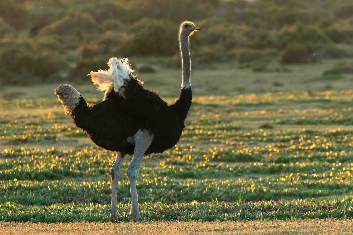 Common Ostrich - ML642698550