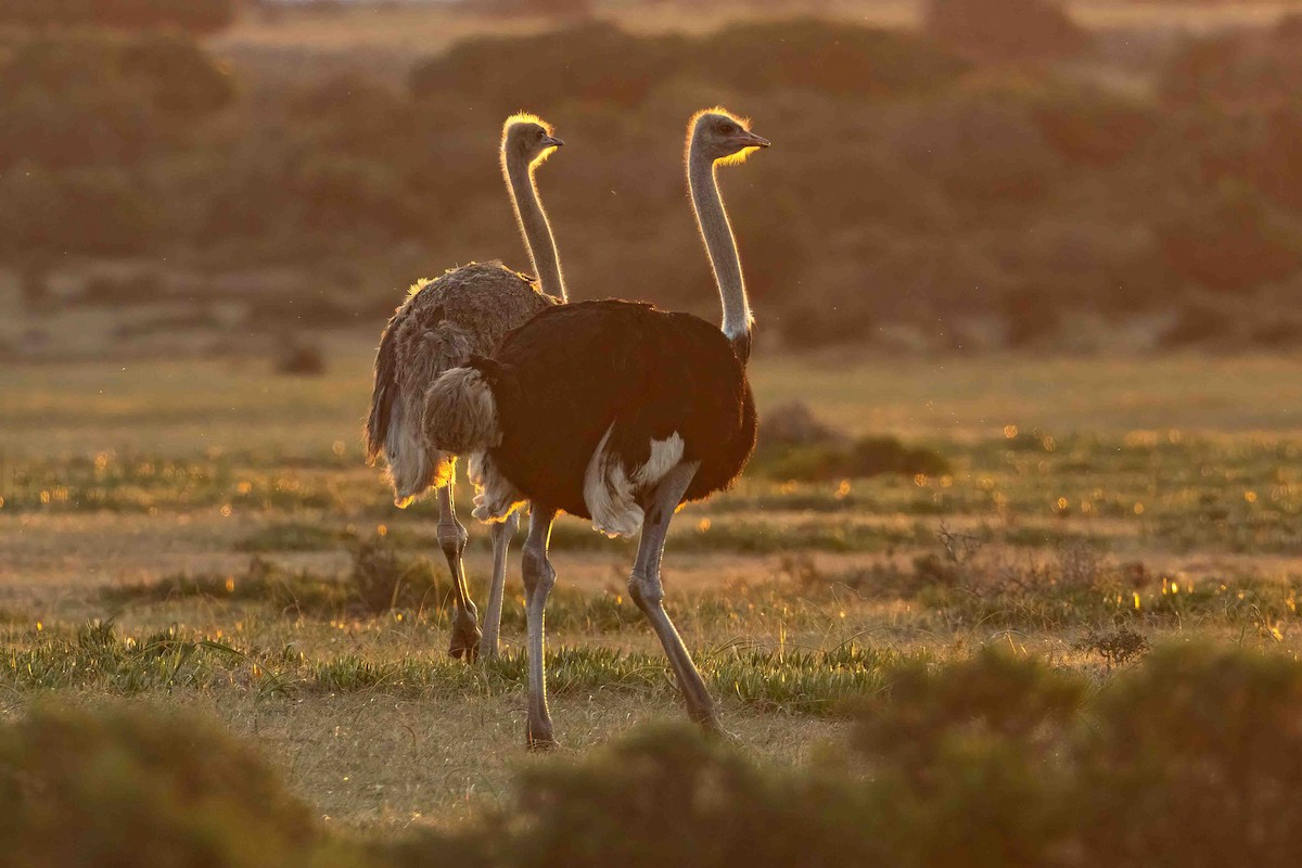 Common Ostrich - ML642698551
