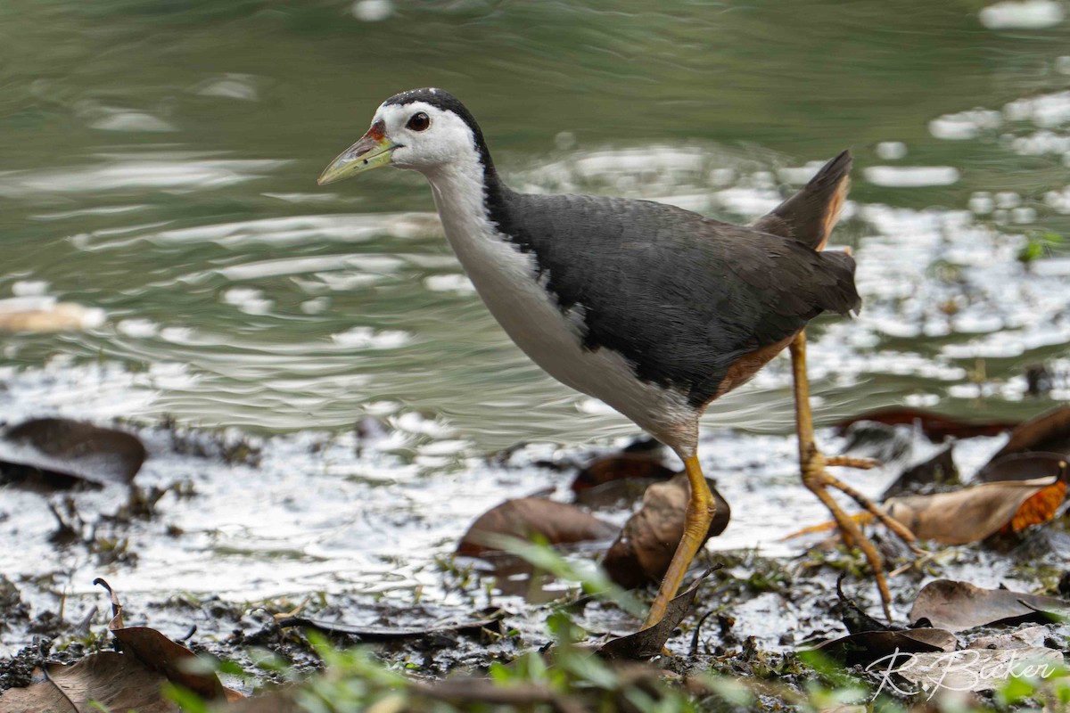White-breasted Waterhen - ML642698553