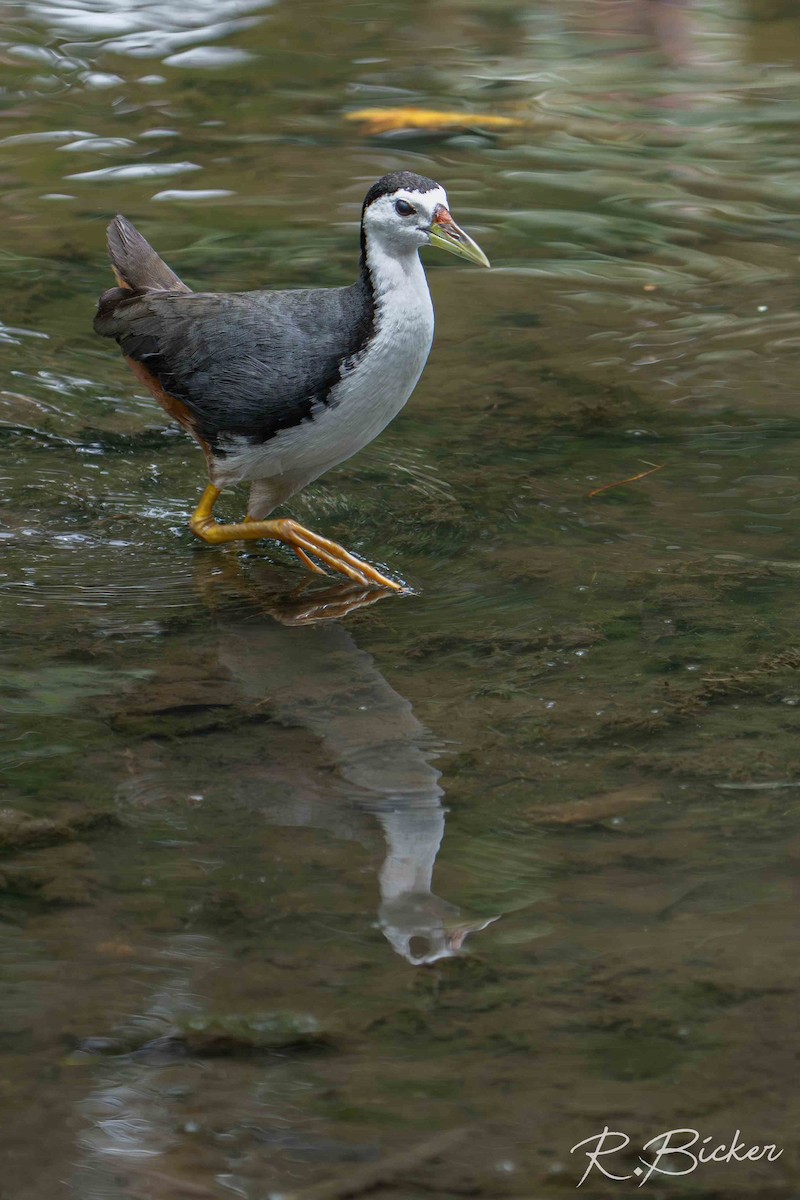 White-breasted Waterhen - ML642698554