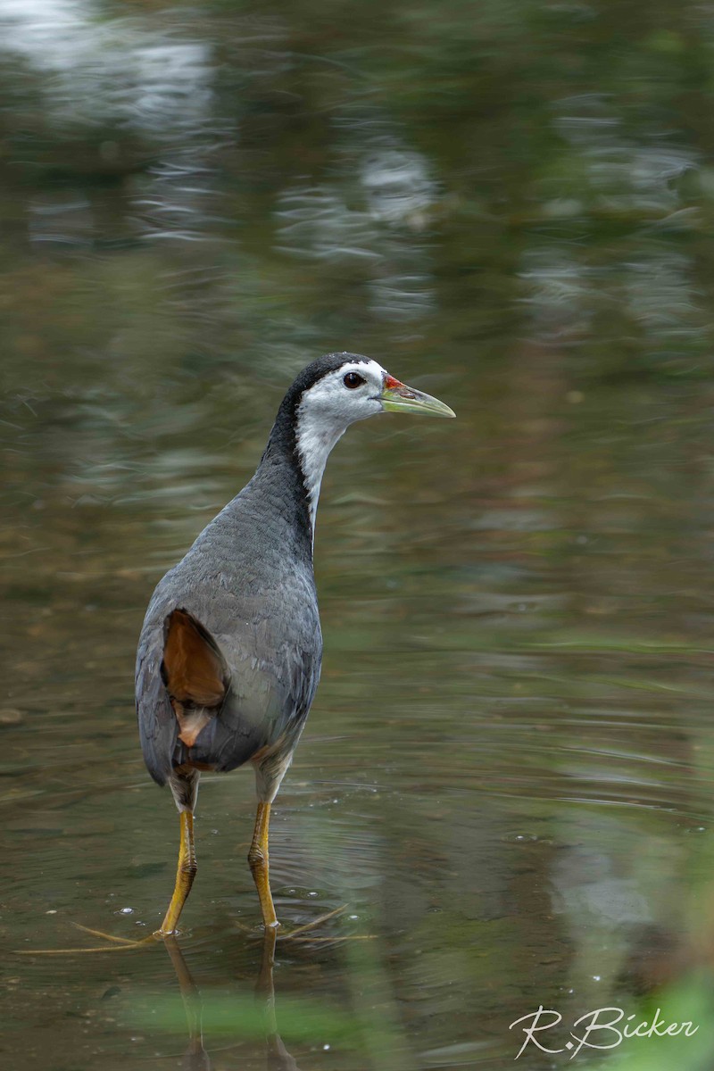 White-breasted Waterhen - ML642698555