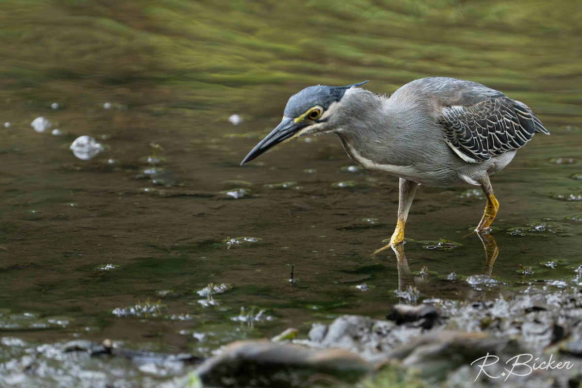 Striated Heron - ML642698557