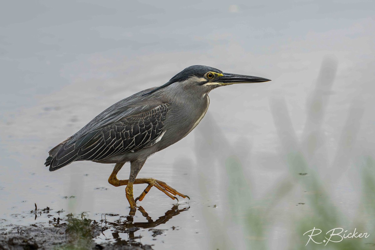 Striated Heron - ML642698558