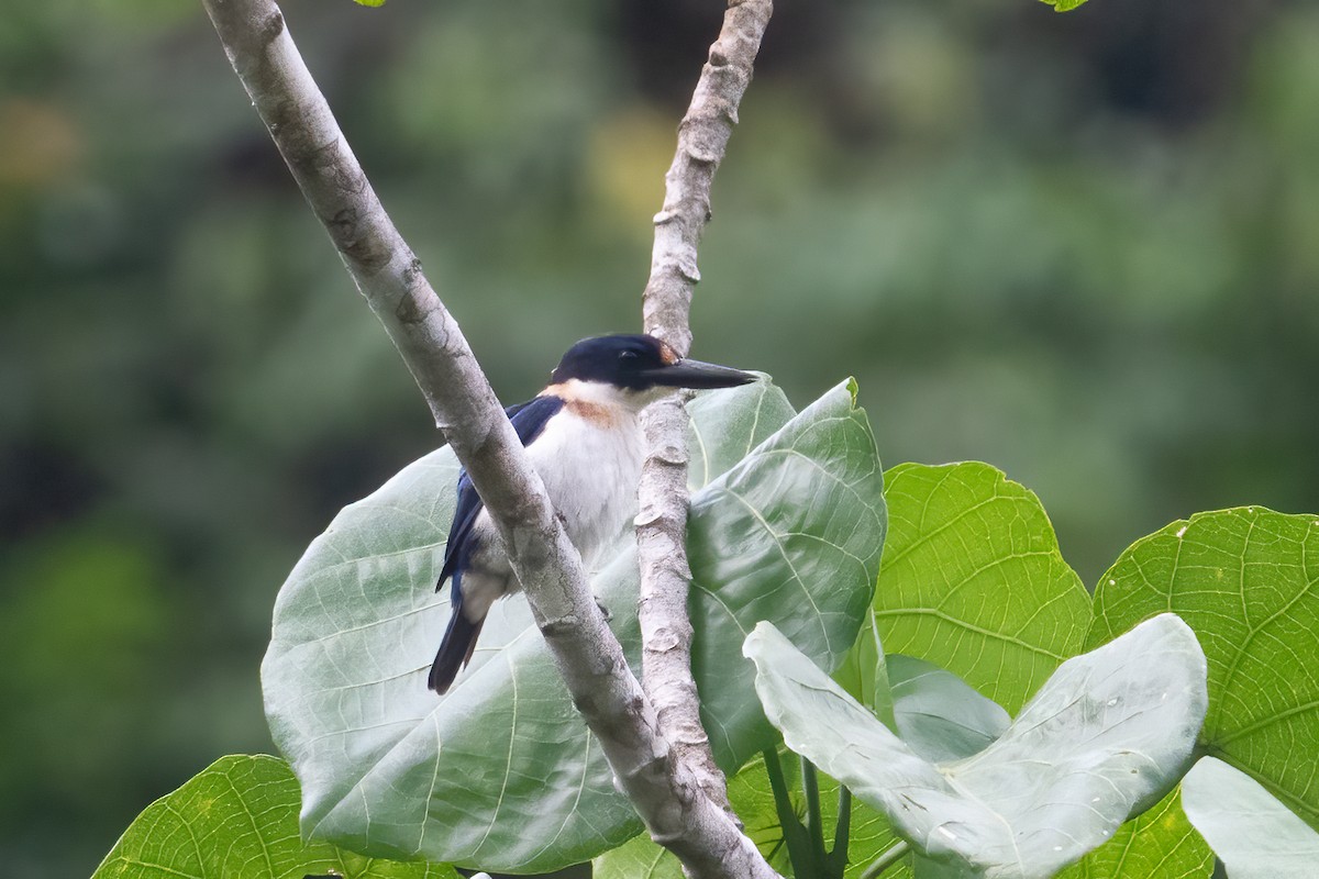 Blue-and-white Kingfisher - ML642698559