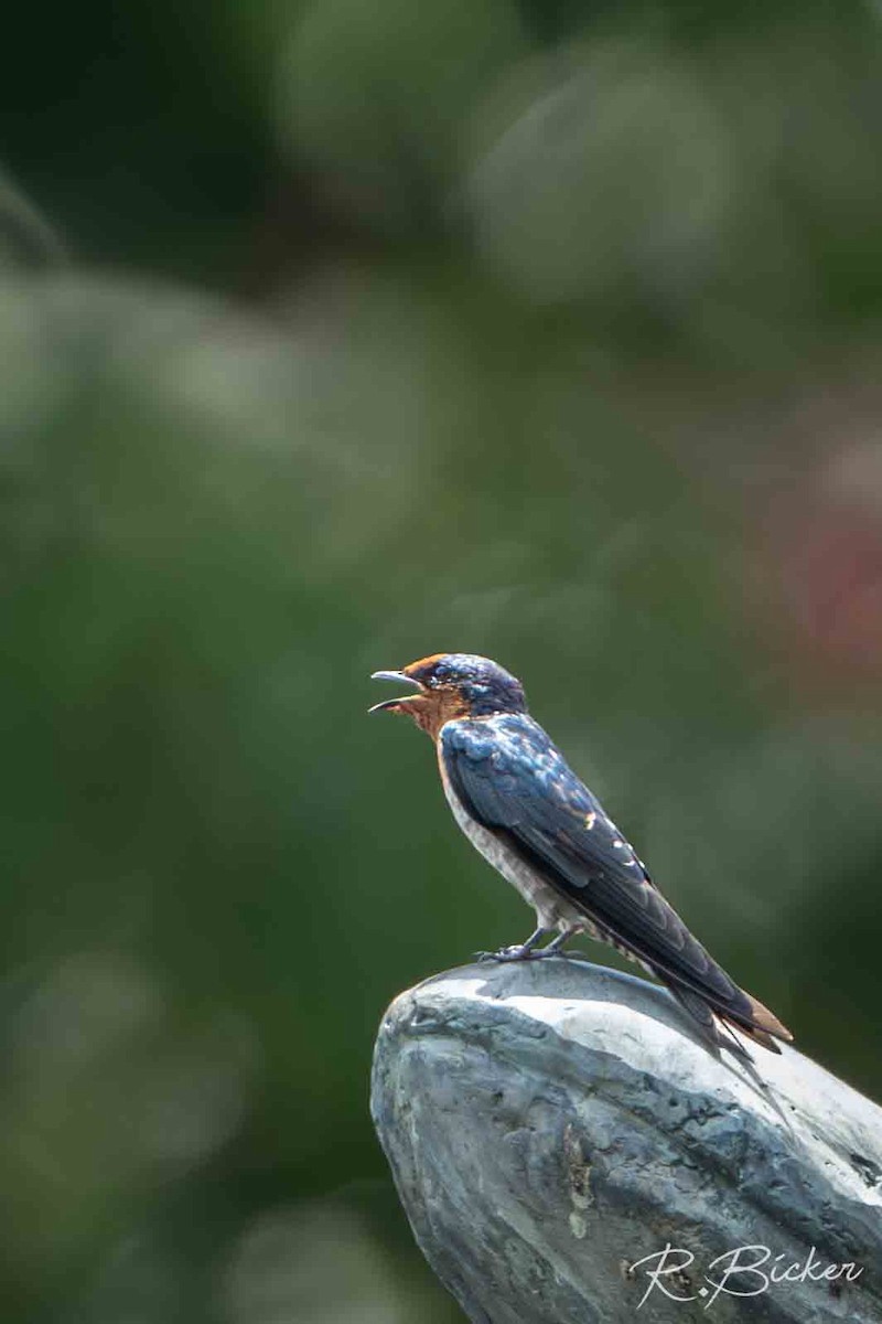 Pacific Swallow - ML642698562