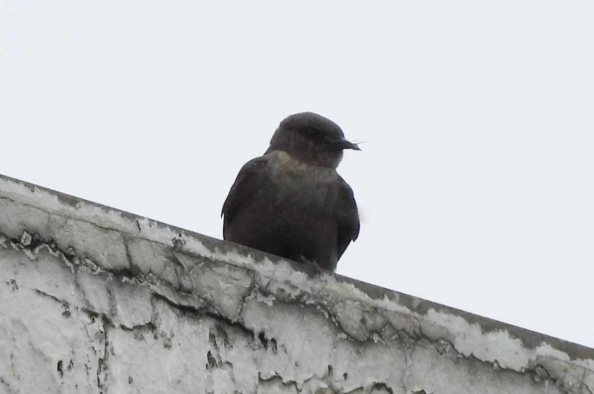 Dusky Crag-Martin - ML642698565