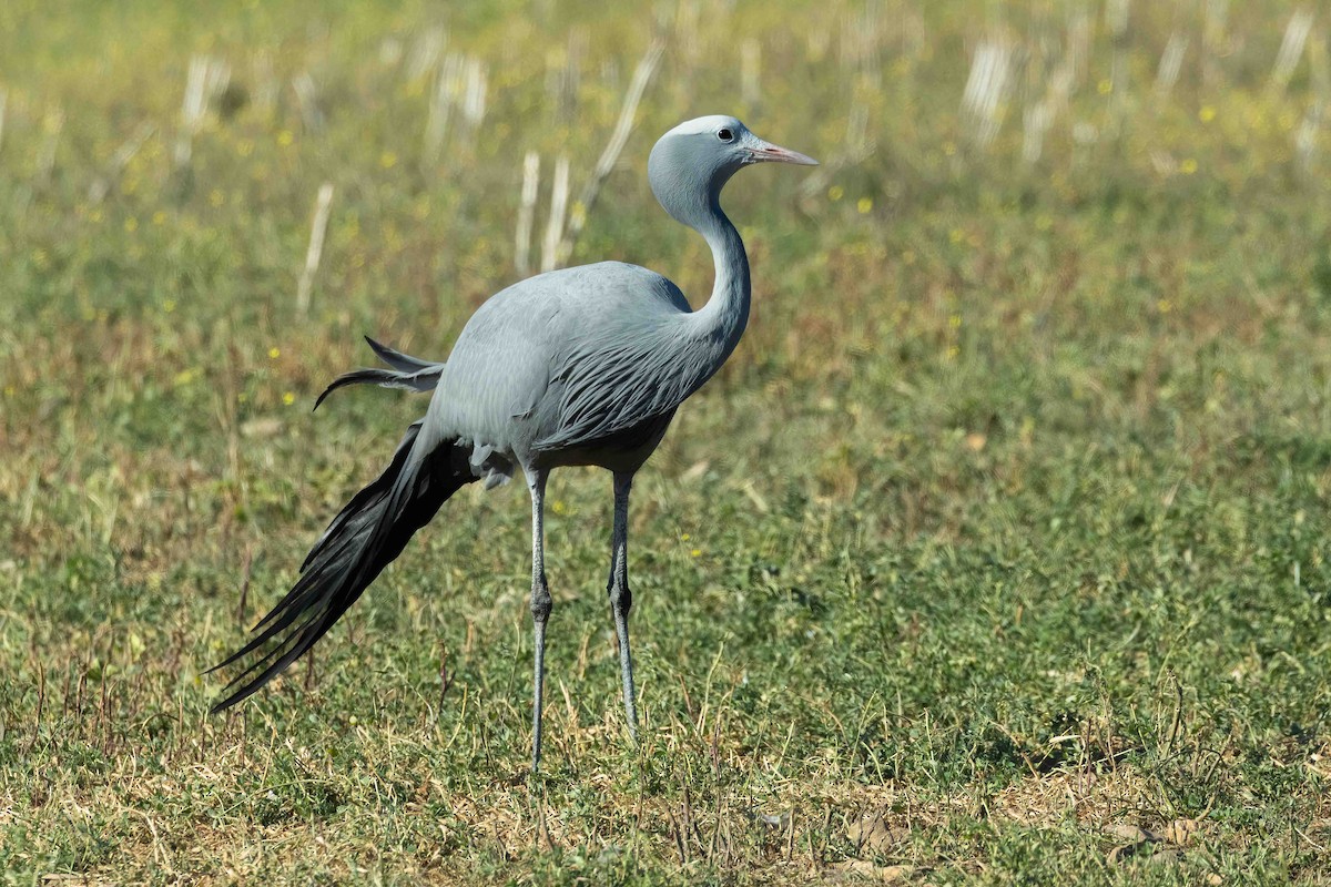 Blue Crane - ML642698566