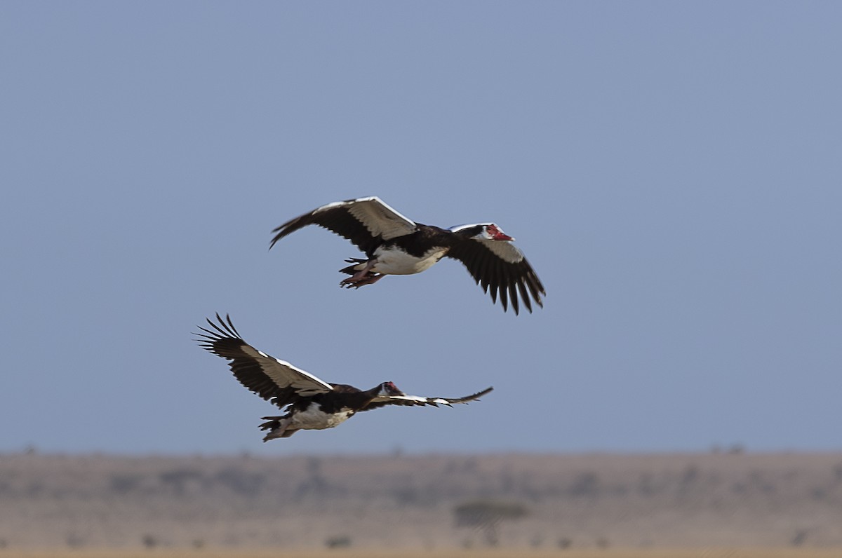 Spur-winged Goose - ML642698567