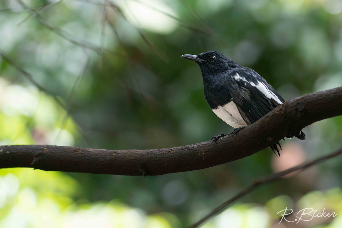 Oriental Magpie-Robin - ML642698568