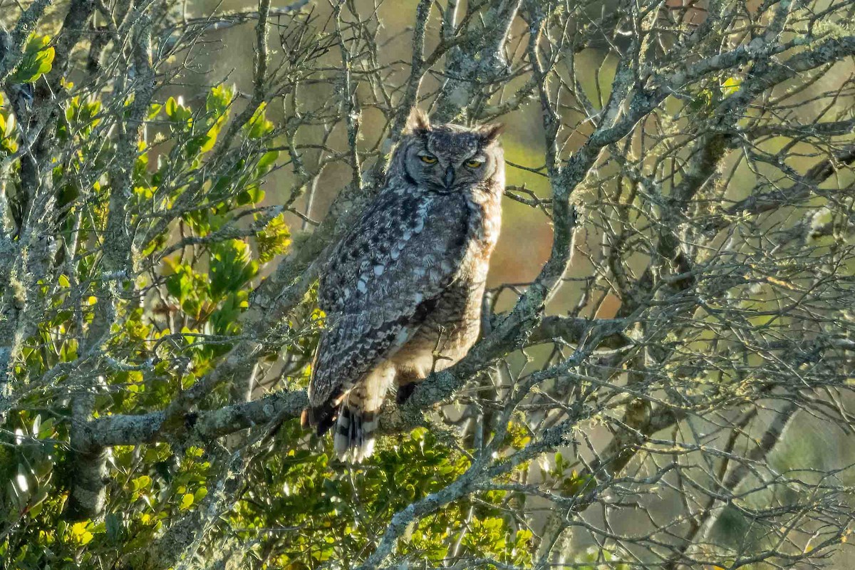 Spotted Eagle-Owl - ML642698570
