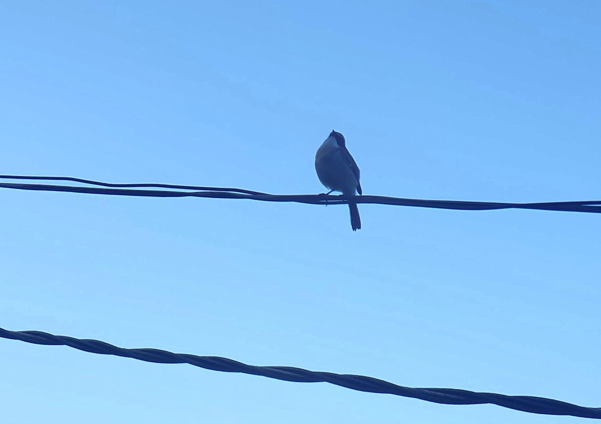 Gray Bushchat - ML642698571