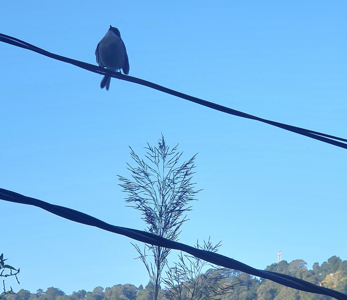 Gray Bushchat - ML642698572