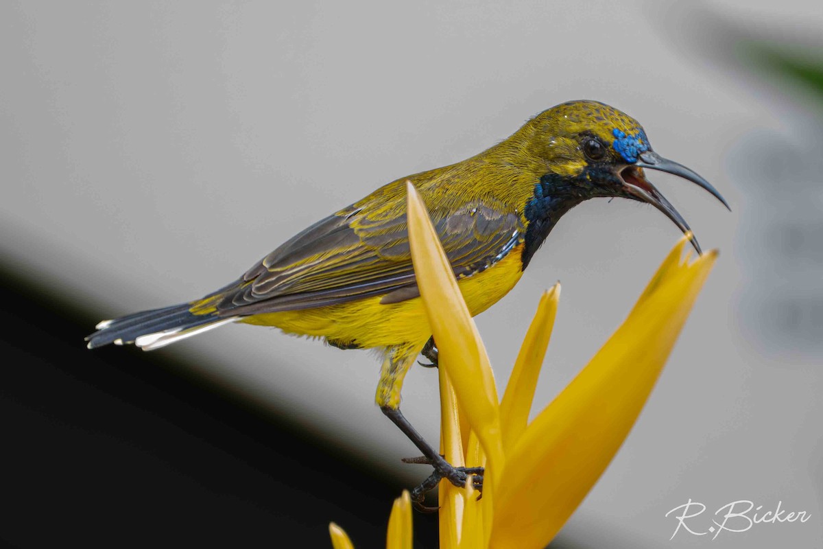 Ornate Sunbird - ML642698573