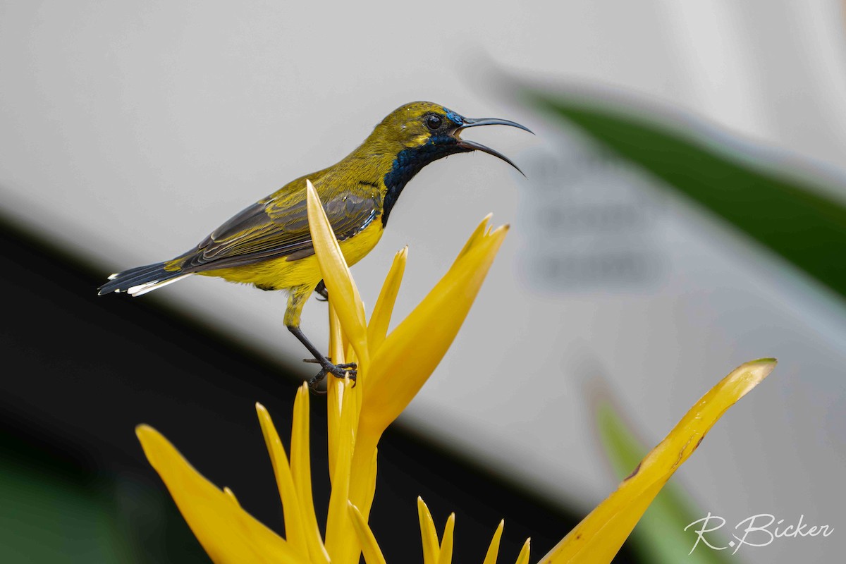 Ornate Sunbird - ML642698574