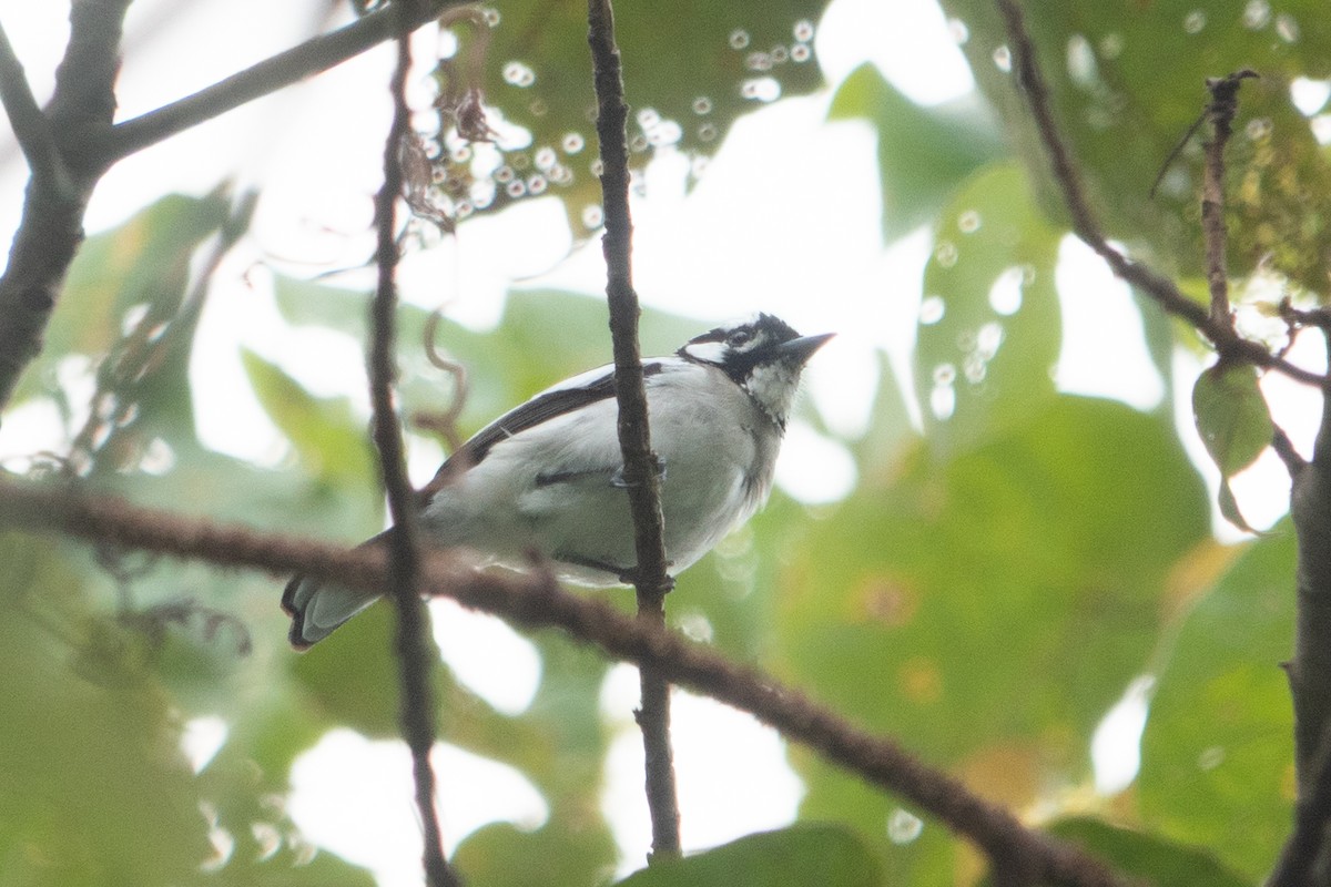 White-naped Monarch - ML642698576