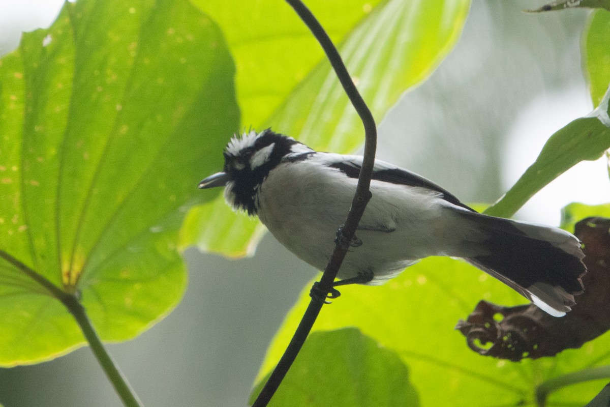 White-naped Monarch - ML642698577