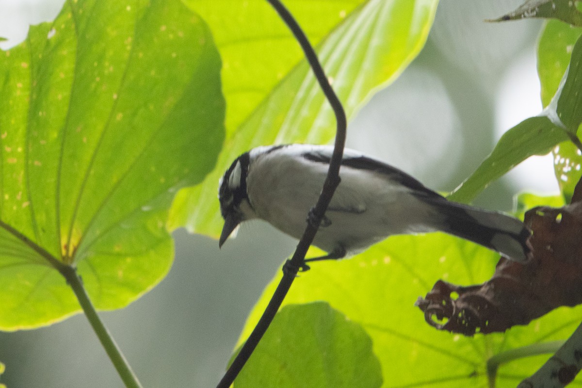 White-naped Monarch - ML642698578