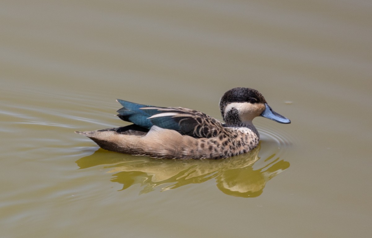 Blue-billed Teal - ML642698585
