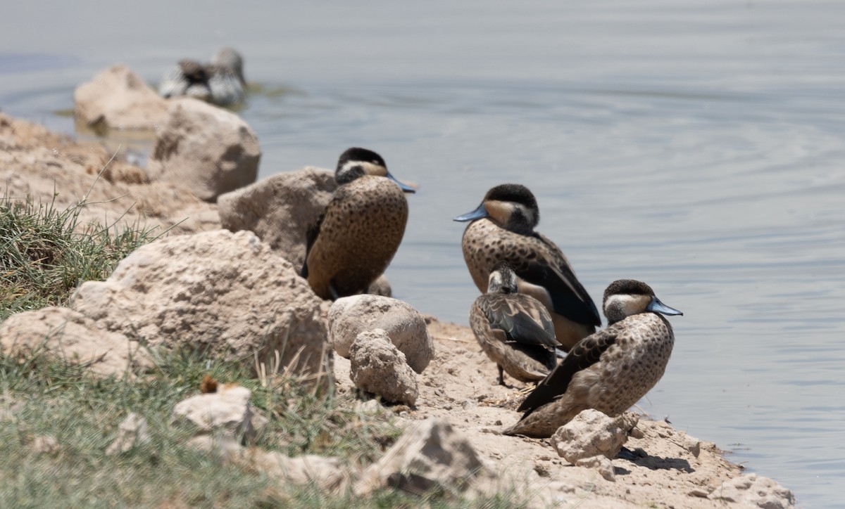 Blue-billed Teal - ML642698586