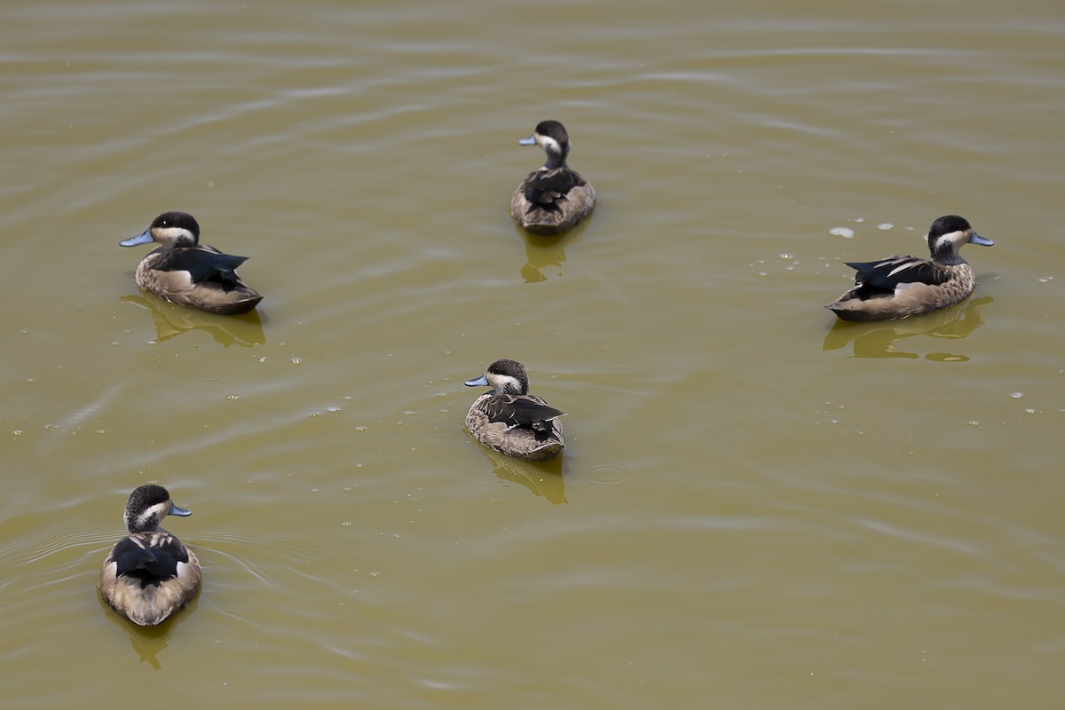 Blue-billed Teal - ML642698587