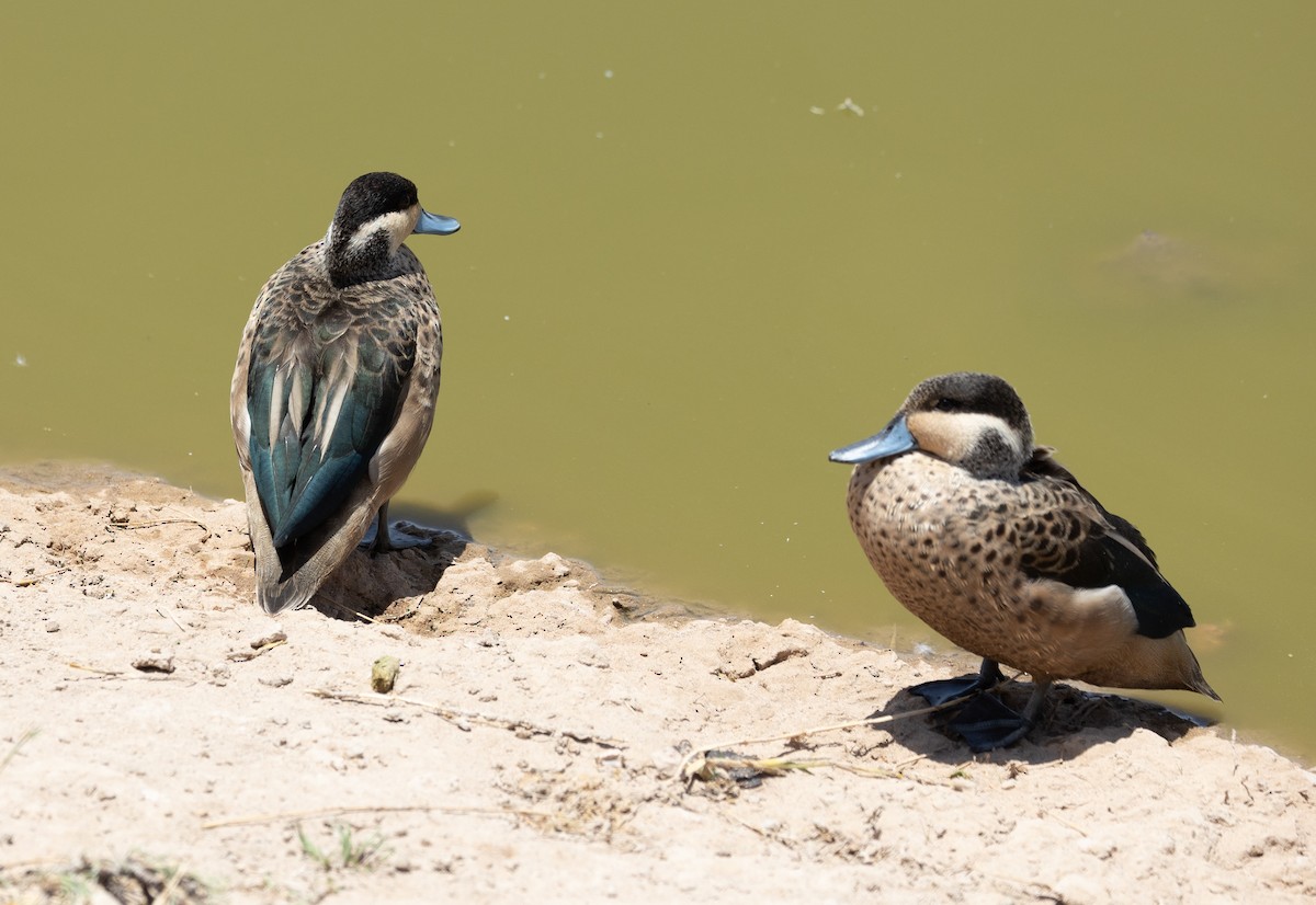 Blue-billed Teal - ML642698588