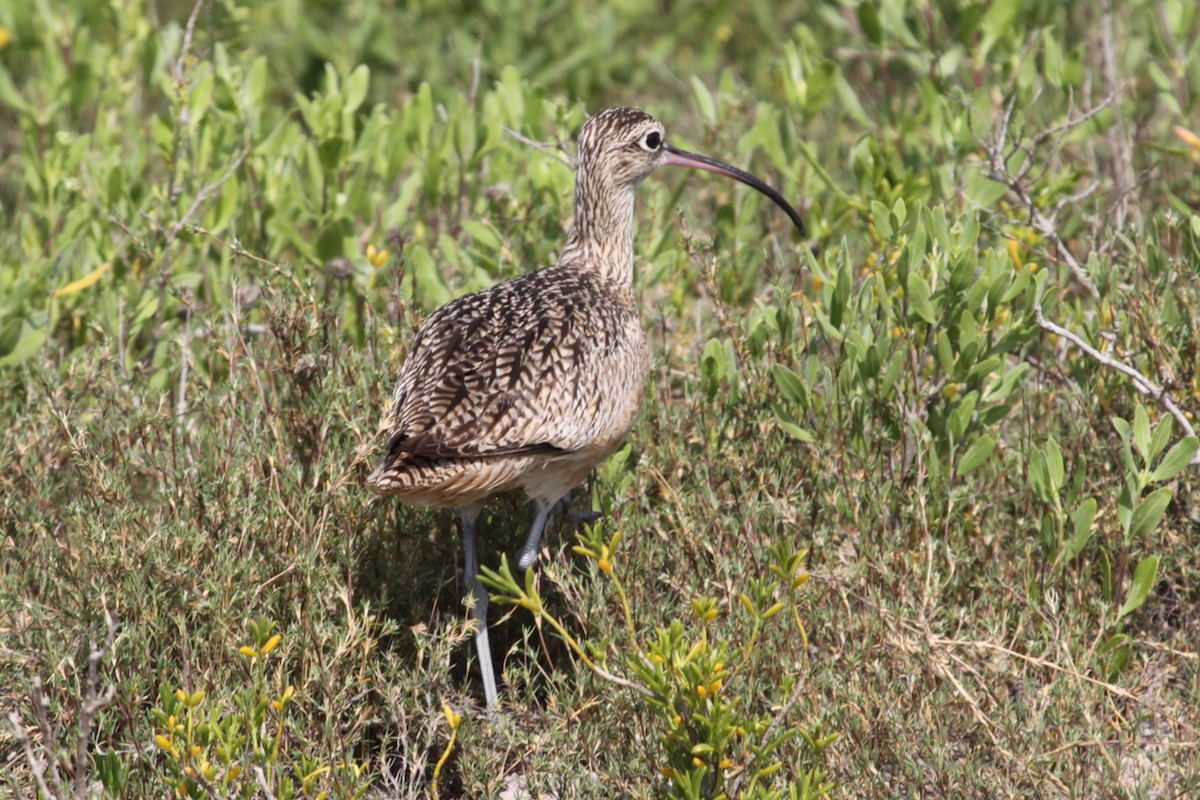 Long-billed Curlew - ML642698592