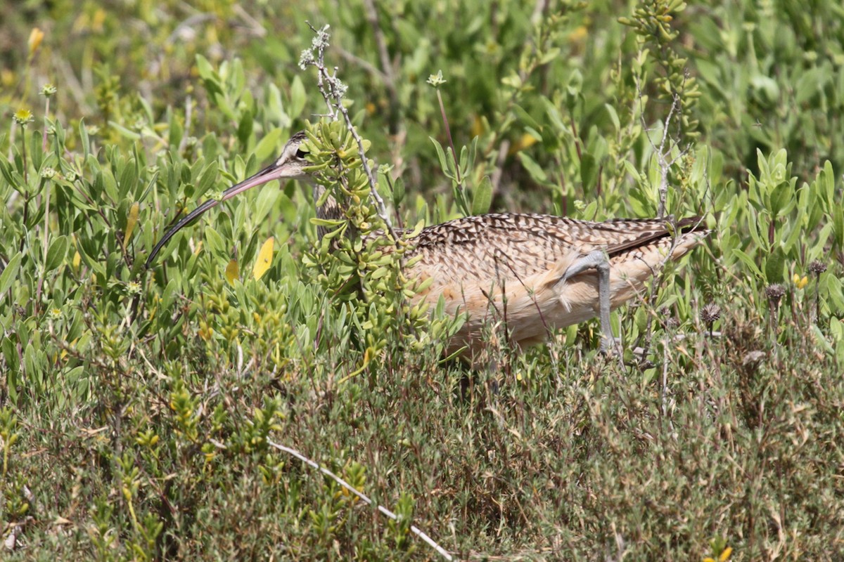 Long-billed Curlew - ML642698593