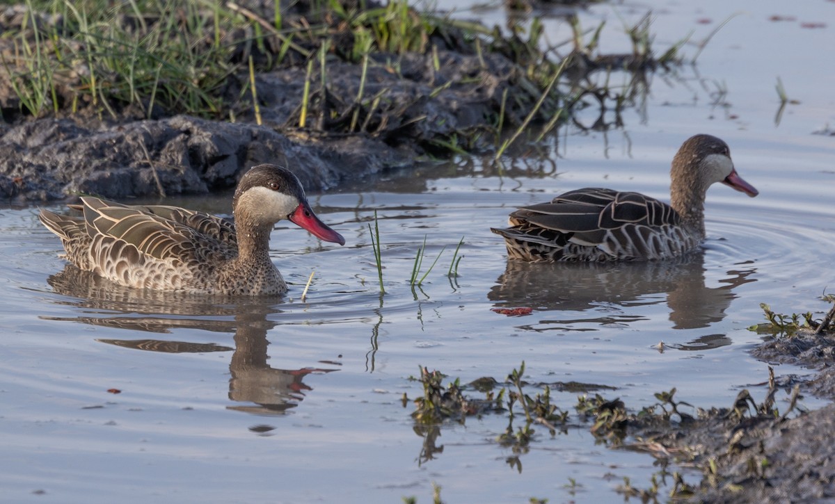 Red-billed Duck - ML642698596