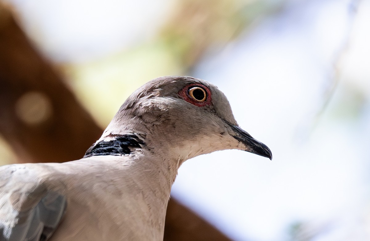 Mourning Collared-Dove - ML642698602