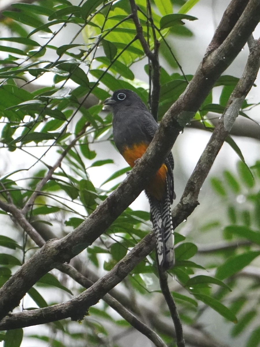 Choco Black-throated Trogon - ML642698606