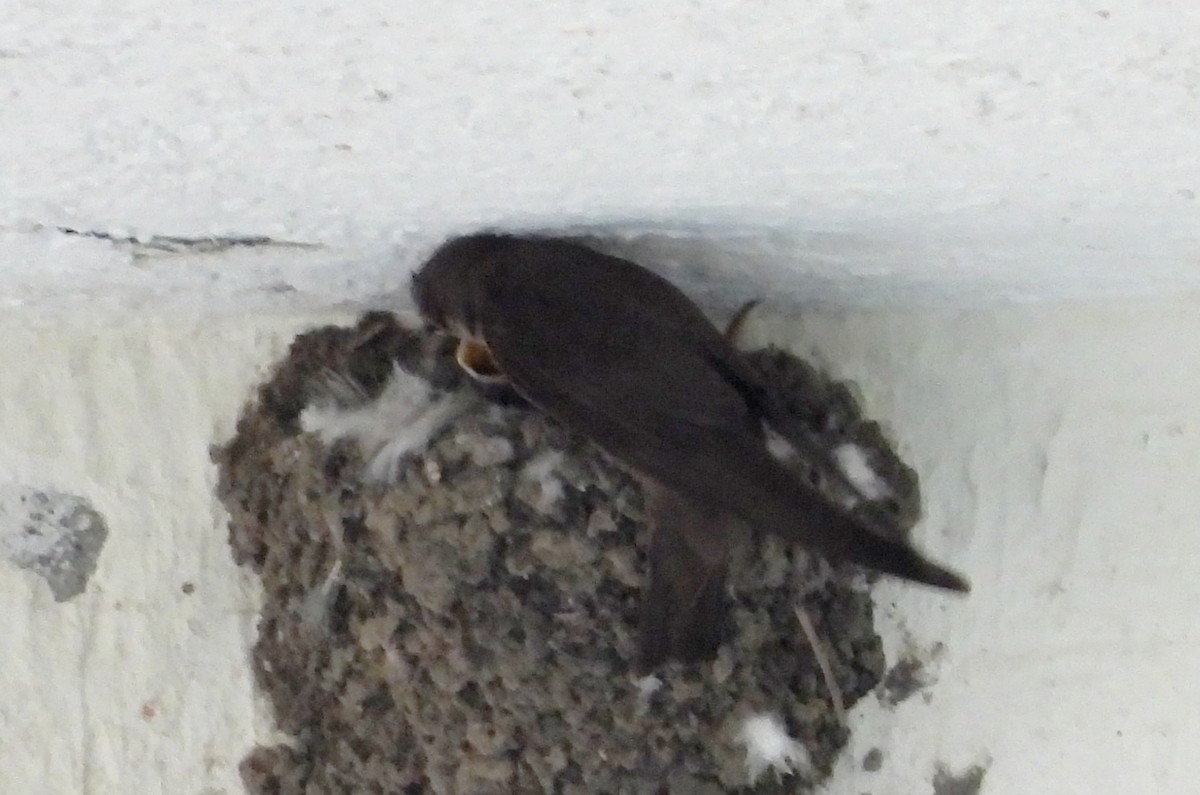 Dusky Crag-Martin - ML642698609