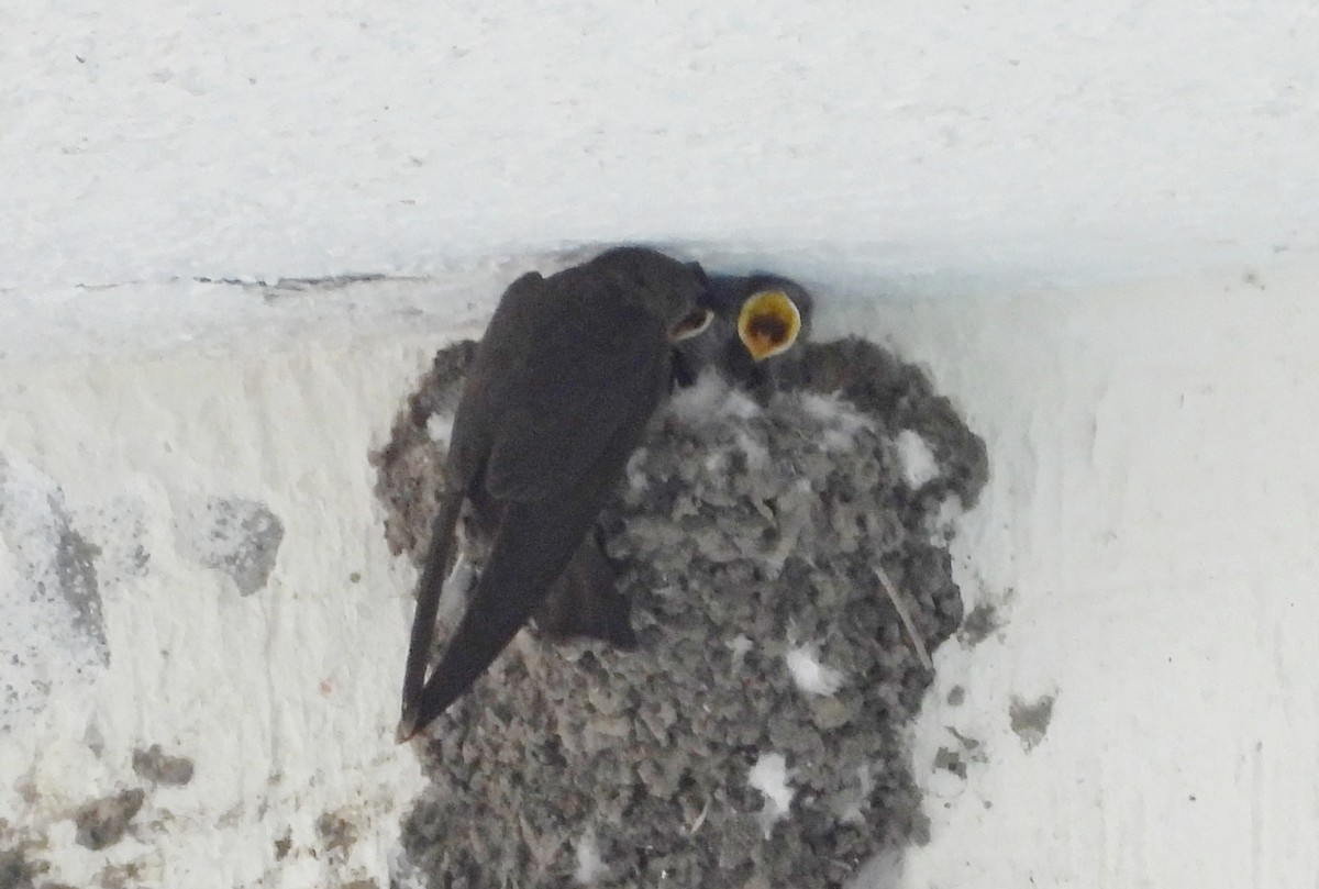 Dusky Crag-Martin - ML642698610