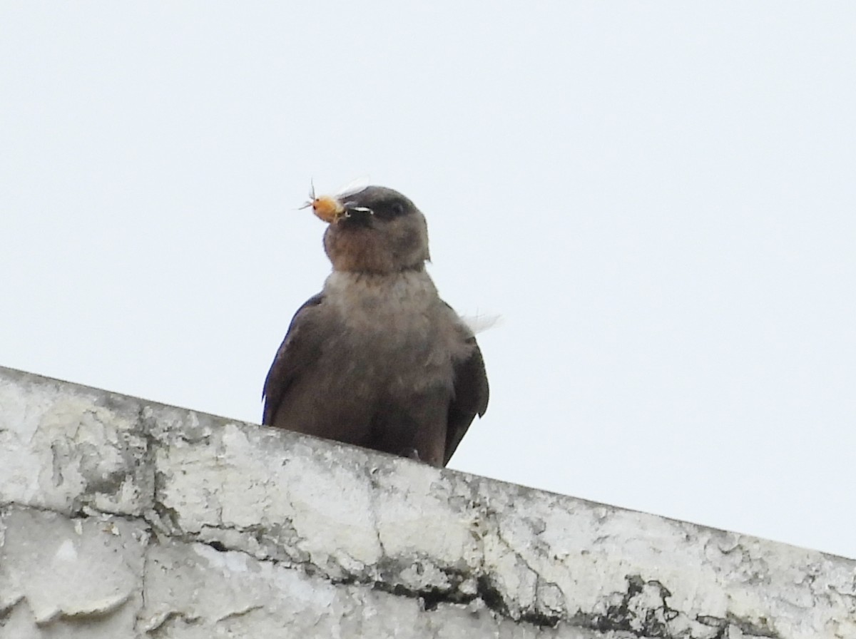 Dusky Crag-Martin - ML642698611
