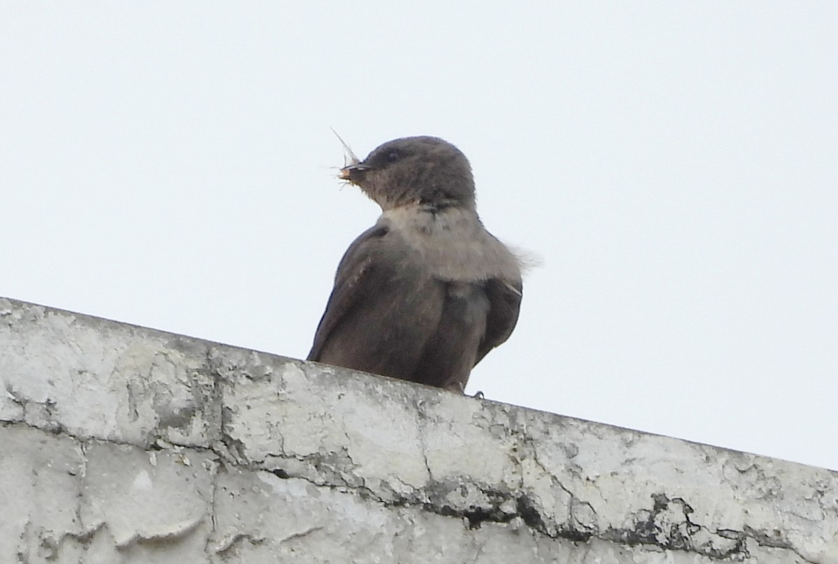 Dusky Crag-Martin - ML642698612