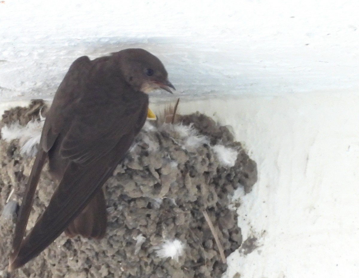 Dusky Crag-Martin - ML642698613