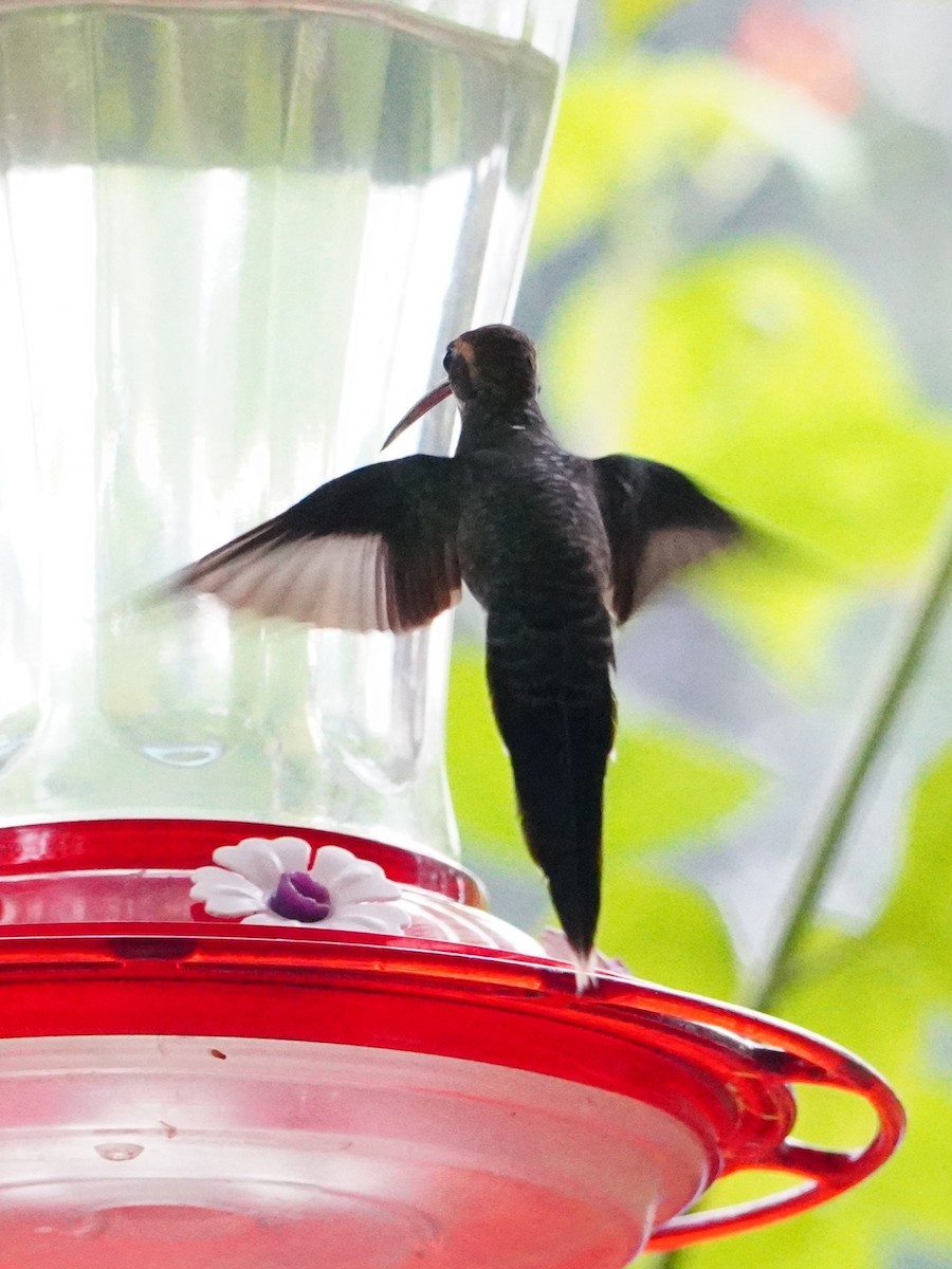 White-whiskered Hermit - ML642698618