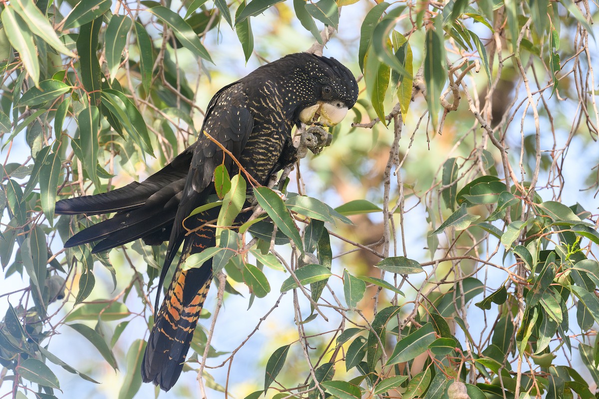 Red-tailed Black-Cockatoo - ML642698621