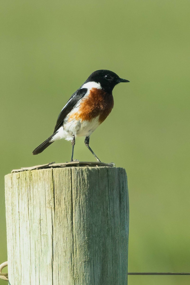 African Stonechat (African) - ML642698622