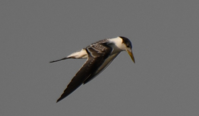 Great Crested Tern - ML642698623
