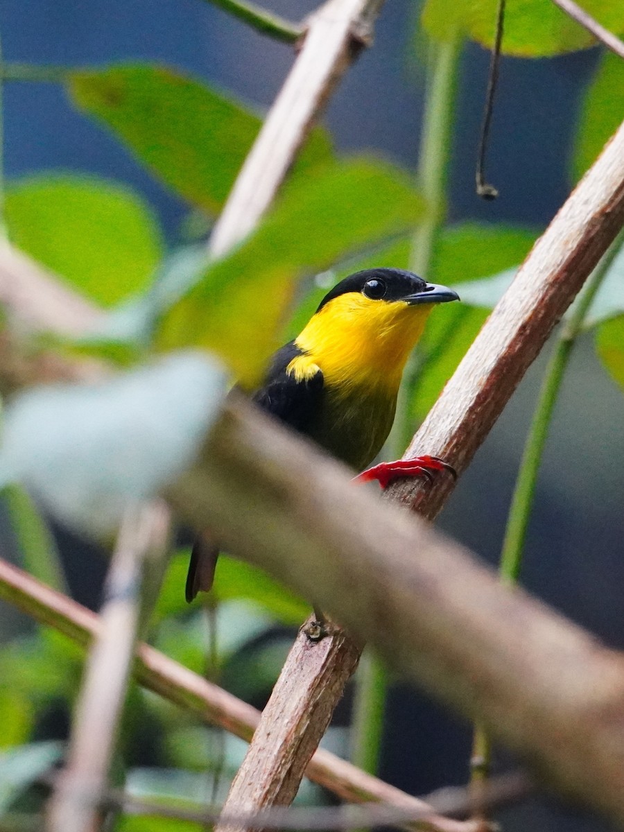 Golden-collared Manakin - ML642698624