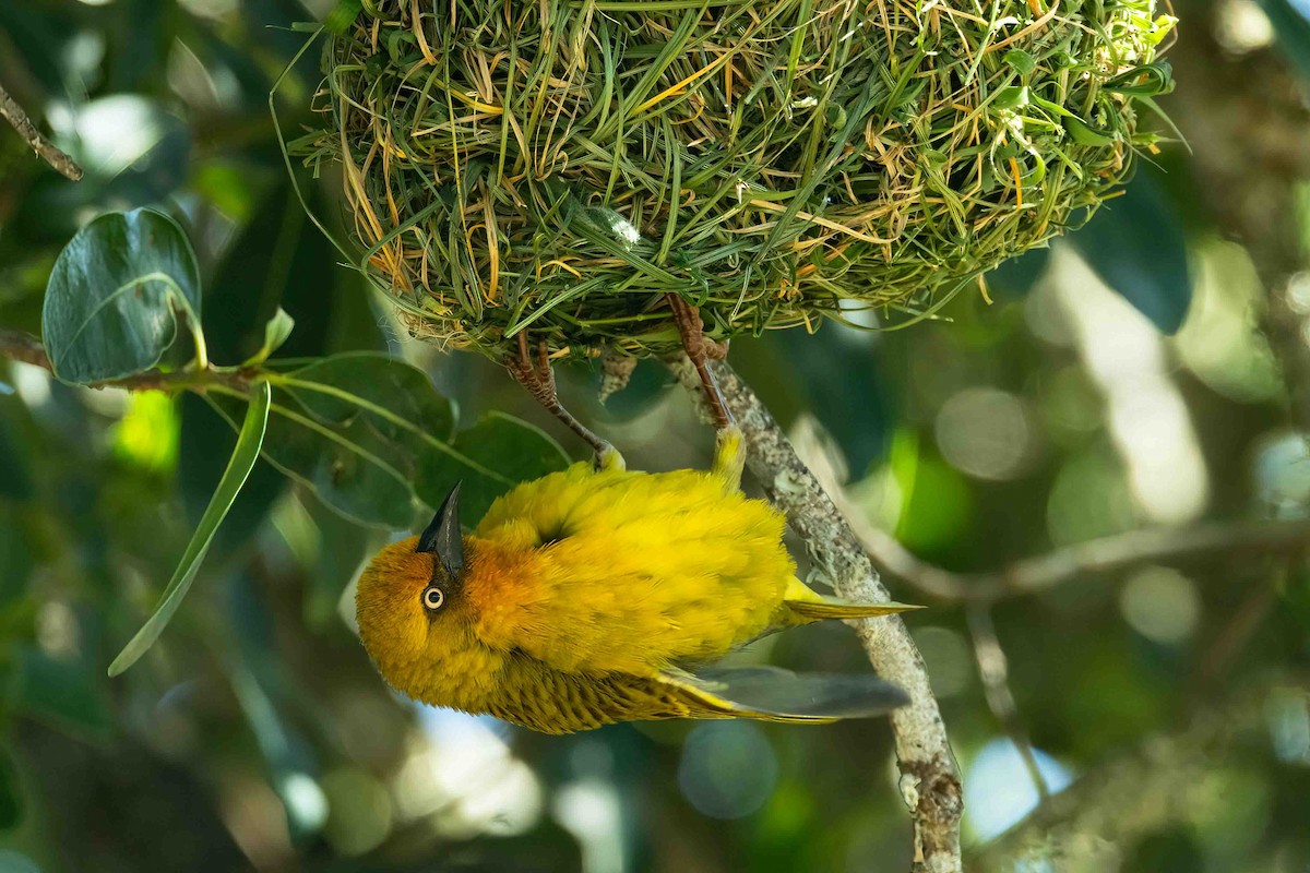 Cape Weaver - ML642698626
